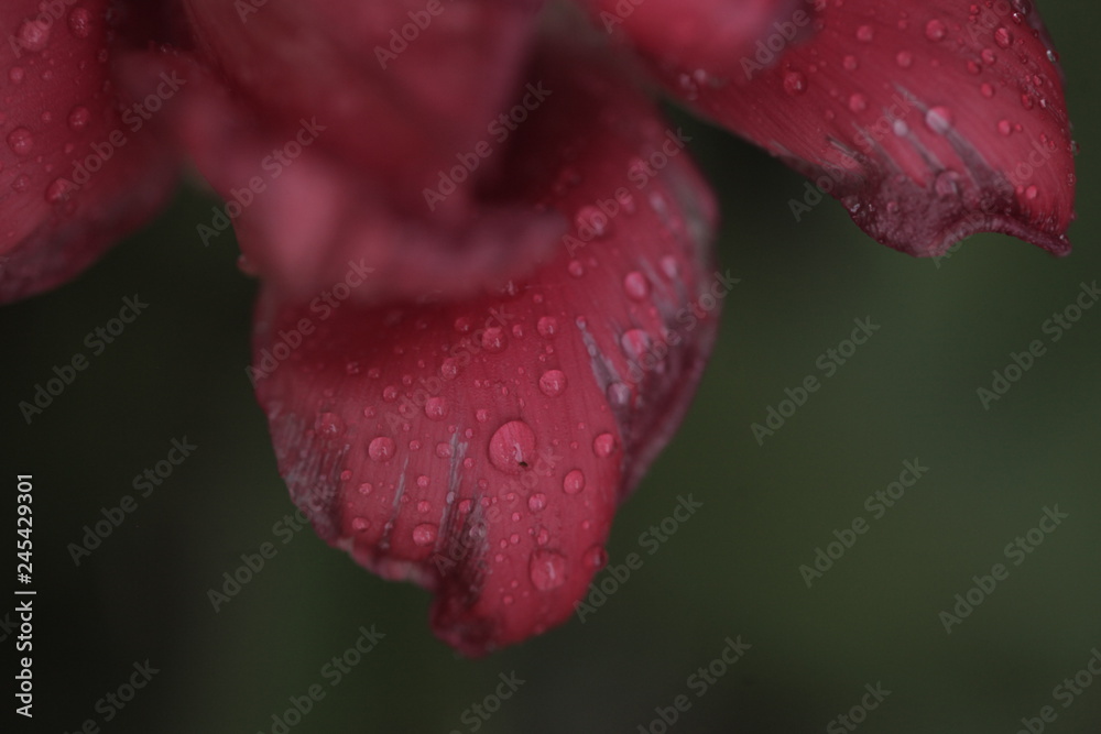 aerial closeup of pink tulip with waterdrops