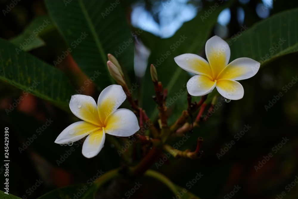 Obraz premium Frangipani flowers after rain with green natural background