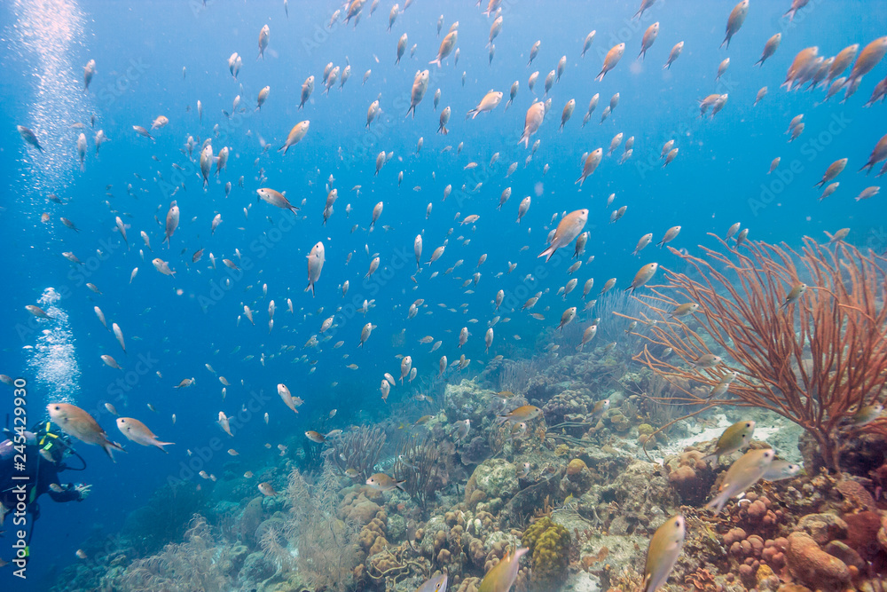 Fototapeta premium Coral reef off Coast of Bonaire