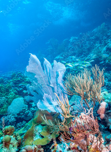 Coral reef off Coast of Bonaire