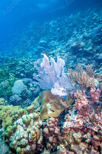 Fototapeta Naklejka Na Ścianę i Meble -  Coral reef off Coast of Bonaire