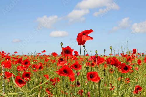 Fototapeta Naklejka Na Ścianę i Meble -  Mohn im Wind