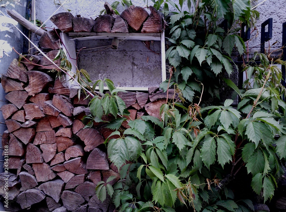 Stacked firewood with green wild grapes. Cozy lifestyle concept Stacked firewood with green wild grapes. Cozy lifestyle concept