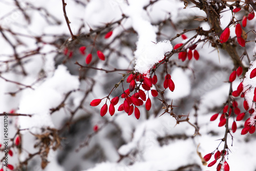 Snowcovered japanese Barberry in Czech village.