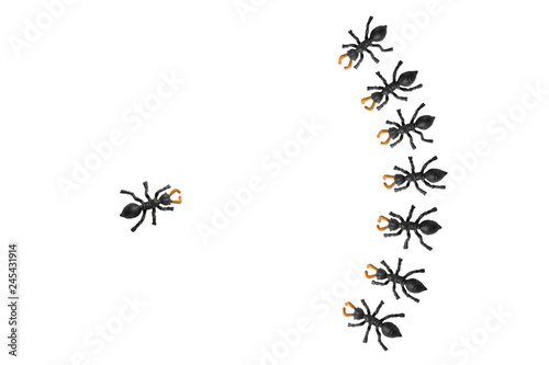 Ameisen: Mobbing, Appell, Rede © C. Schüßler