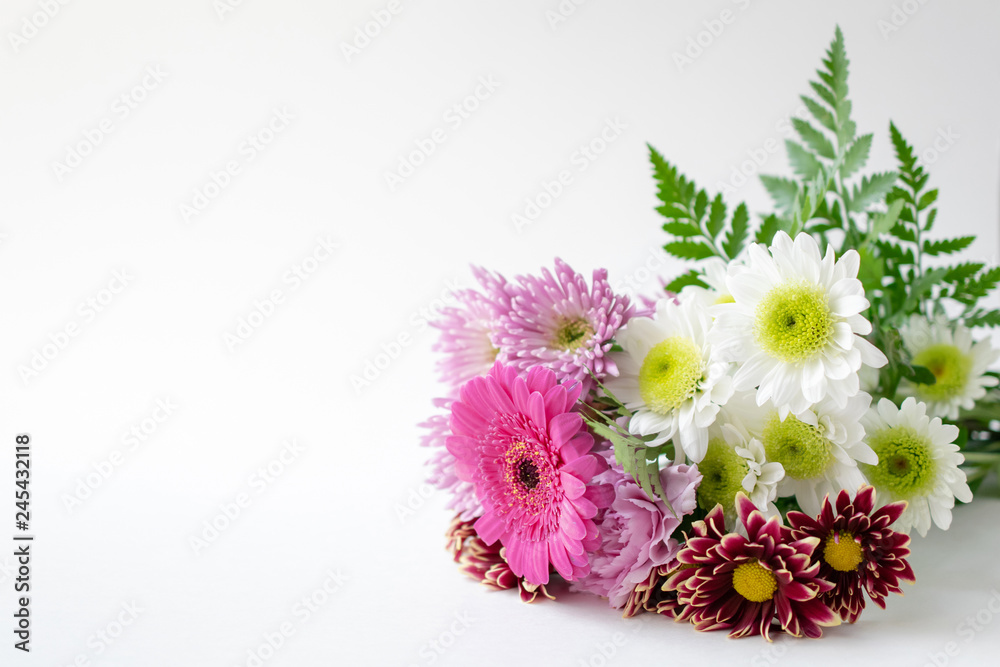 Chrysanthemum mums flower bouquet on white background copy space Chrysanthemum mums flower bouquet on white background copy space