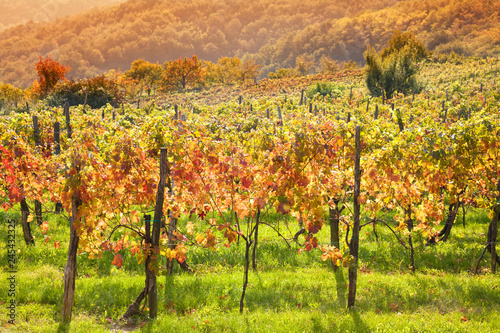 vineyard in autumn