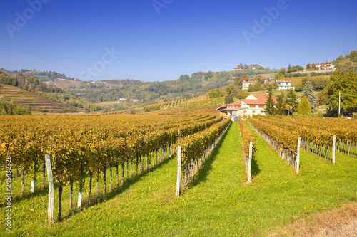 Vineyard with autumn foliage