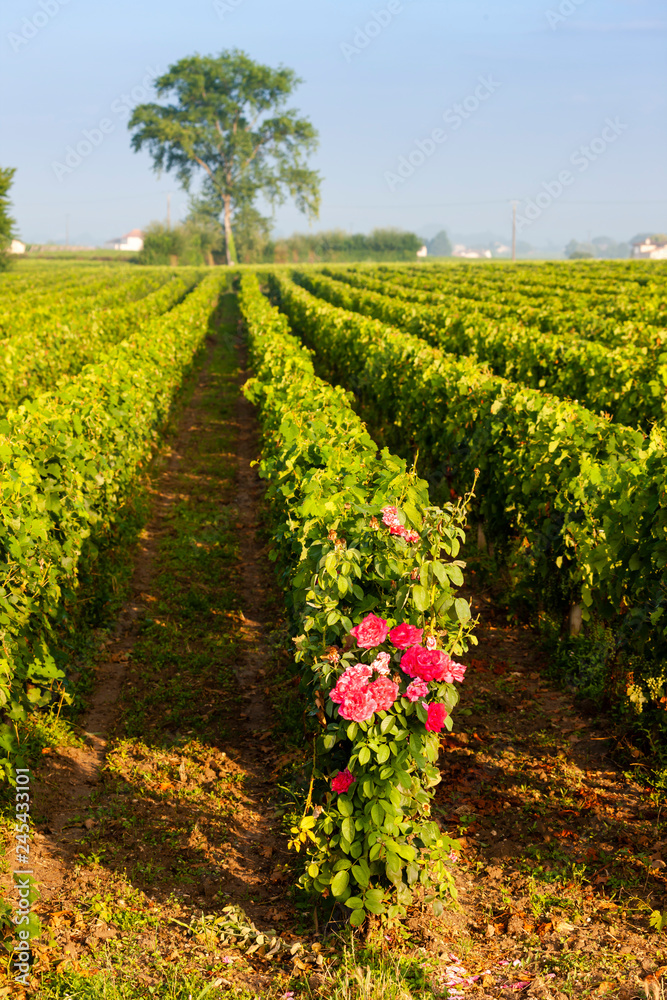 Naklejka premium vineyards near Saint-Emilion, Bordeaux, Francie