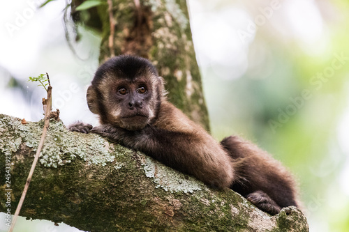 Macaco prego fotografado no horto florestal de São Paulo, Brasil photo