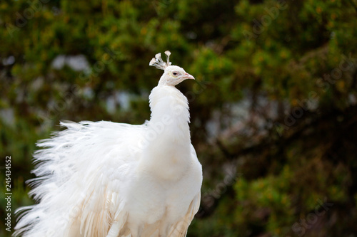 A beautiful and unusual white leucistic peacock