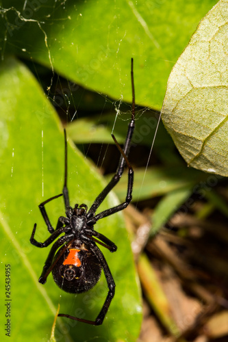 Black Widow Spider (Latrodectus mactans) photo