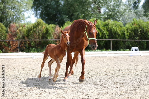 Purebred mare and her few weeks old filly galloping at riding center on the sandy field