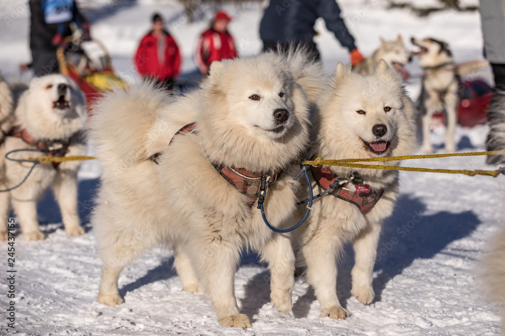 Samoyed sled dog team at work, Samoyed sled dogs running on a snowy wilderness road. Sledding with husky dogs in winter czech countryside. Samoyed sled dog team at work, Samoyed sled dogs running on a snowy wilderness road. Sledding with husky dogs in winter czech countryside.