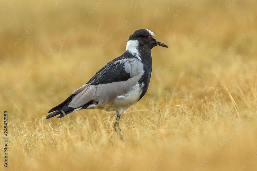 Blacksmith lapwing in the rain Blacksmith lapwing in the rain