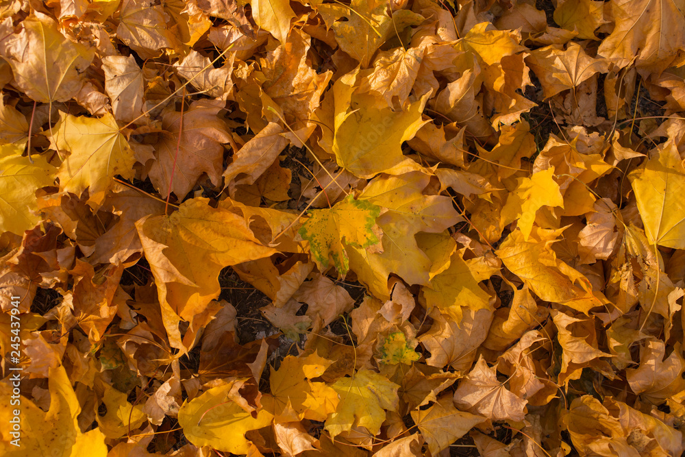 Field of maple leaves. Autumn carpet. Trees threw off foliage. Field of maple leaves. Autumn carpet. Trees threw off foliage.