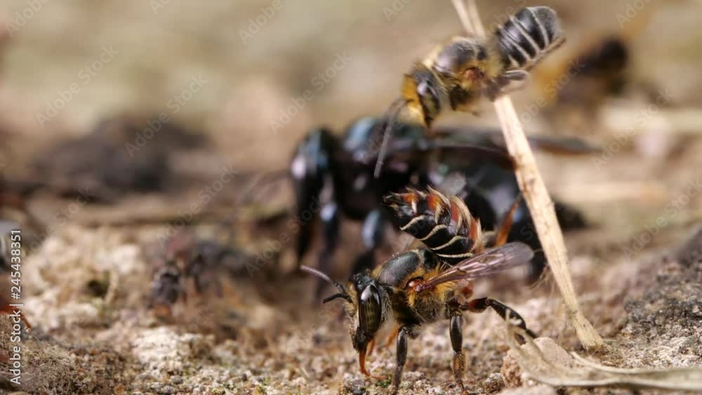 Slow motion of a mixed group of native bee species flying around and feeding on salt and minerals on a river bank in the Ecuadorian Amazon