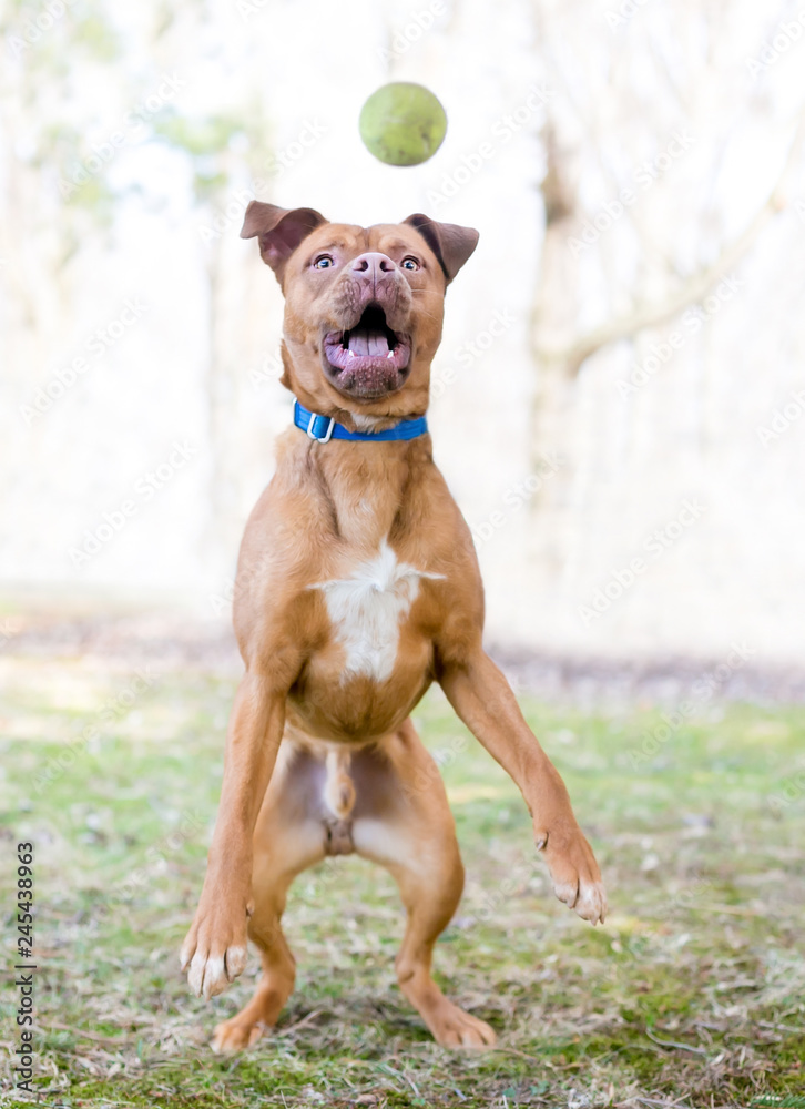 A playful red and white mixed breed dog jumping to catch a ball