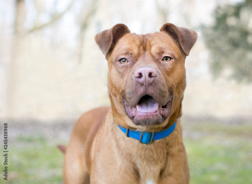 A red Pit Bull Terrier mixed breed dog with a relaxed expression, wearing a blue collar