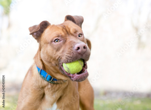 A playful Pit Bull Terrier mixed breed dog holding a tennis ball in its mouth