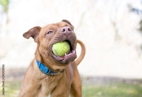A playful Pit Bull Terrier mixed breed dog holding a tennis ball in its mouth