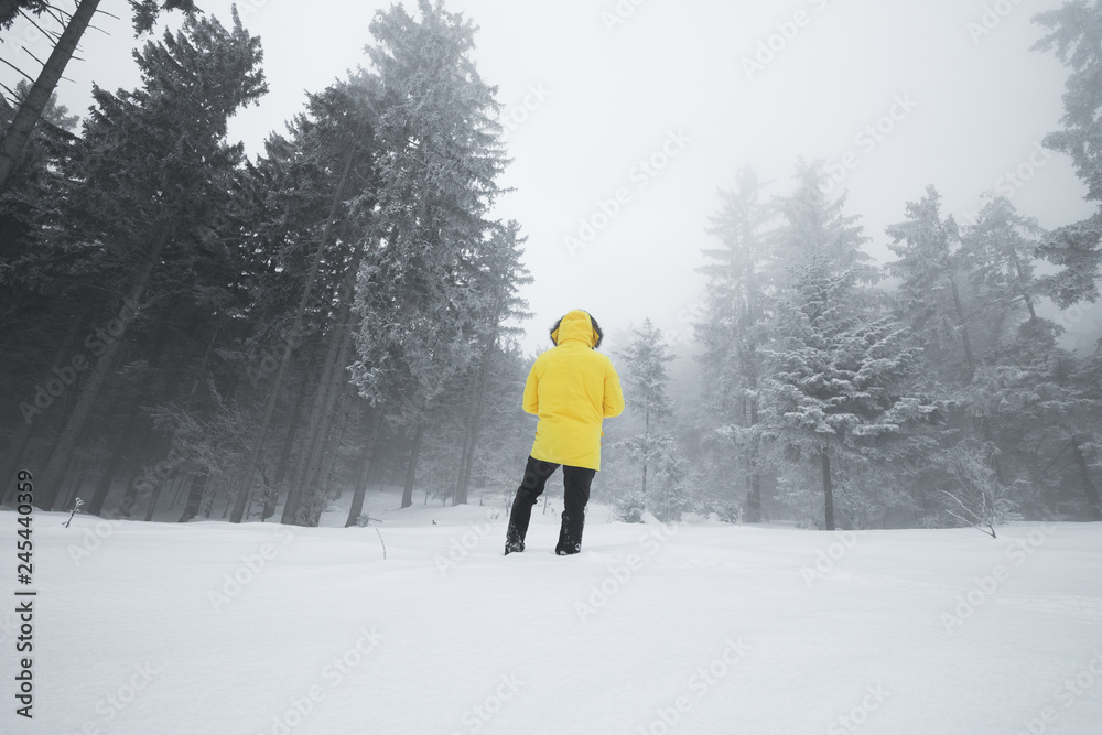 Back view closeup of Person wearing yellow jacket and hat, walking in beautiful winter season full of trees alone, ground covered by too much snow, he is enjoying the cold weather