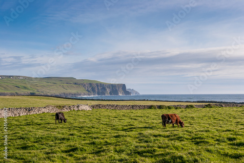 Cows on the coast of Ireland with beautiful Cliffs of Moher in the distance