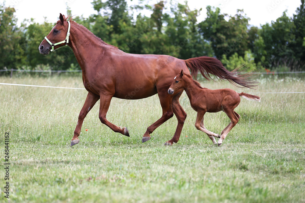 Purebred mare and her few weeks old filly galloping in summer flowering pasture idyllic picture Purebred mare and her few weeks old filly galloping in summer flowering pasture idyllic picture