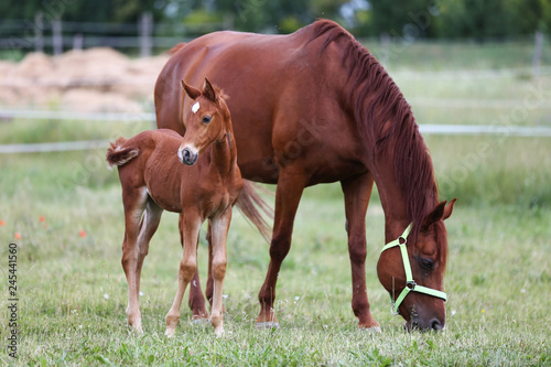 Purebred mare and her few weeks old filly graze in summer flowering pasture idyllic picture