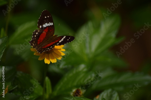 butterfly on flower