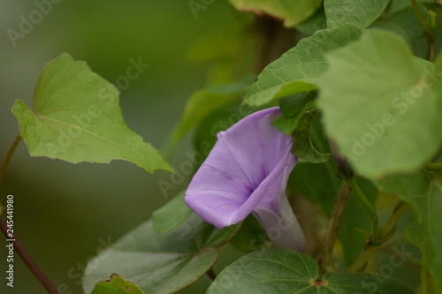 flower borning