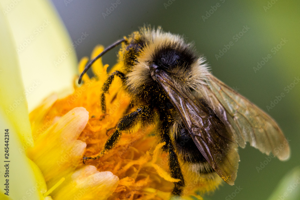 bee on flower bee on flower