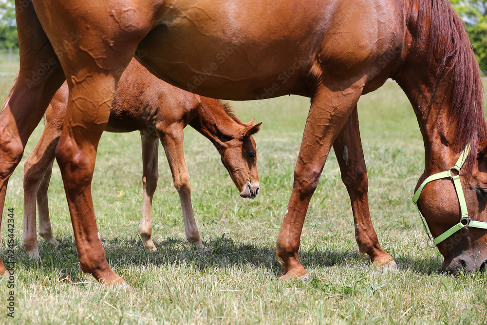 Beautiful mare and foal grazing together on summer meadow of flowers Beautiful mare and foal grazing together on summer meadow of flowers