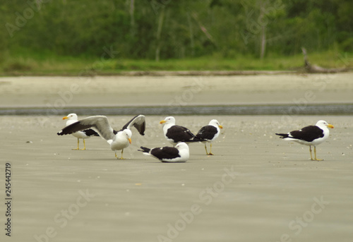 seagull on the river