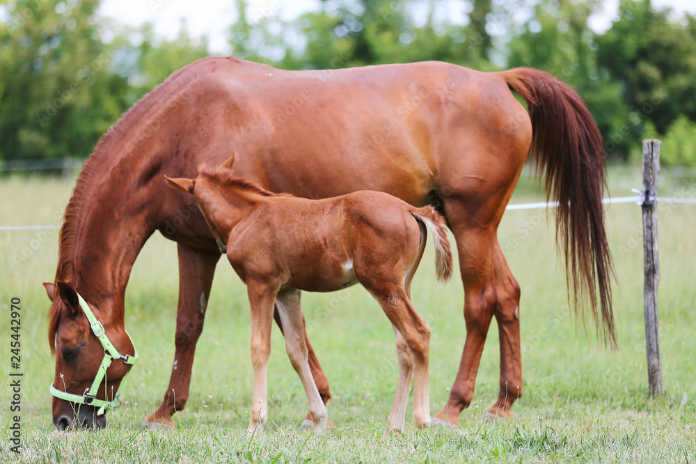 Beautiful mare and foal grazing together on summer meadow of flowers Beautiful mare and foal grazing together on summer meadow of flowers