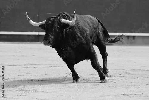 bull in spain with big horns