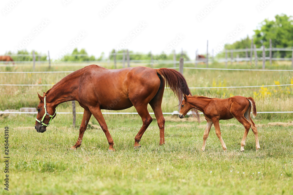 Beautiful mare and foal running together on summer meadow of flowers Beautiful mare and foal running together on summer meadow of flowers