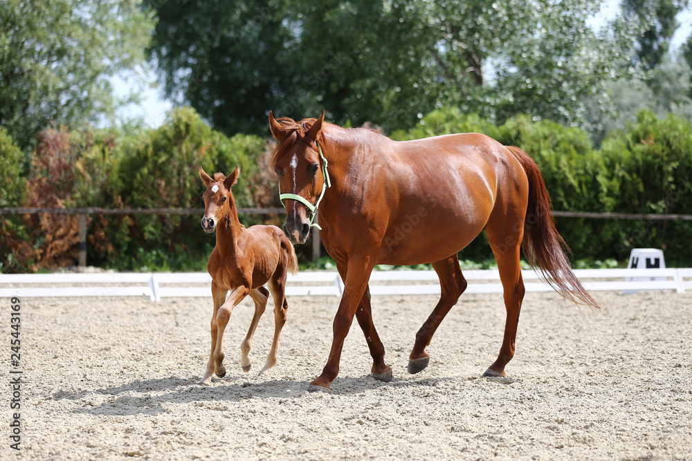 Beautiful mare and foal running together on sandy dressage ground at animal farm Beautiful mare and foal running together on sandy dressage ground at animal farm