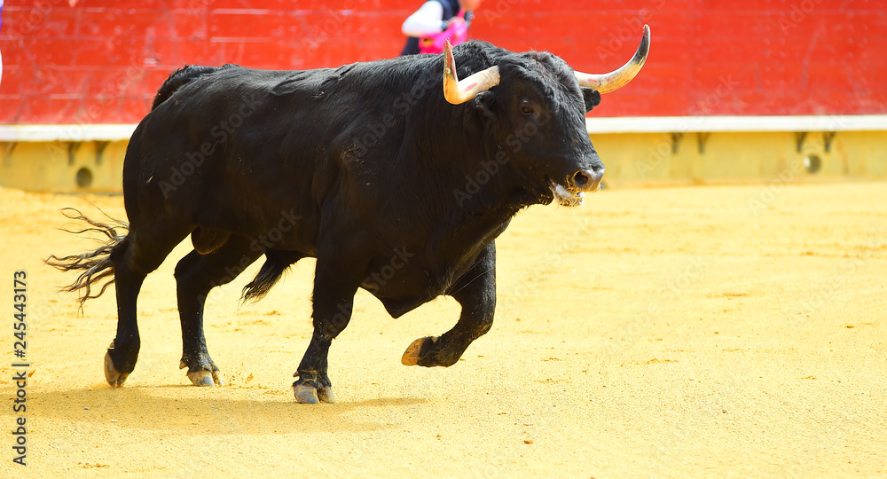 bull in spain bull in spain