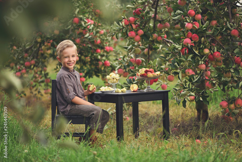 Little, five years old, boy helping with gathering and harvesting apples from apple tree, autumn time.  Child picking apples on farm in autumn.  © Jacek