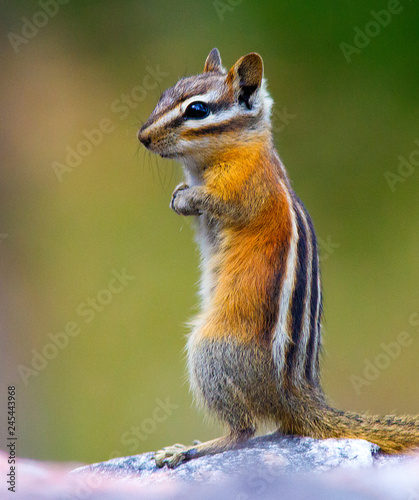 chipmonk standing on two legs