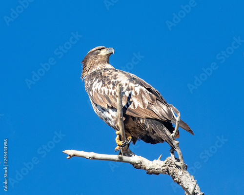 Immature bald eagle perched on a branch