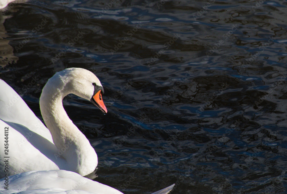 Fototapeta premium swan on a river during the golden hour