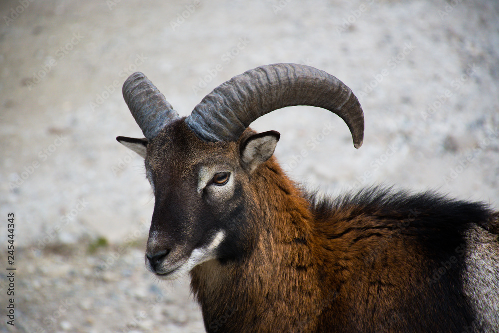 male mouflon with big horns