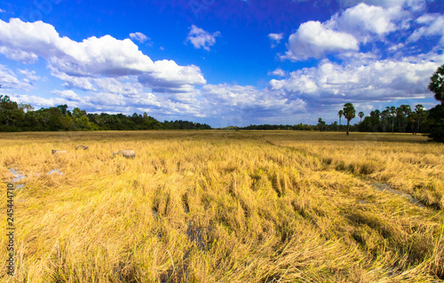 VIEW OF CAMBODIA