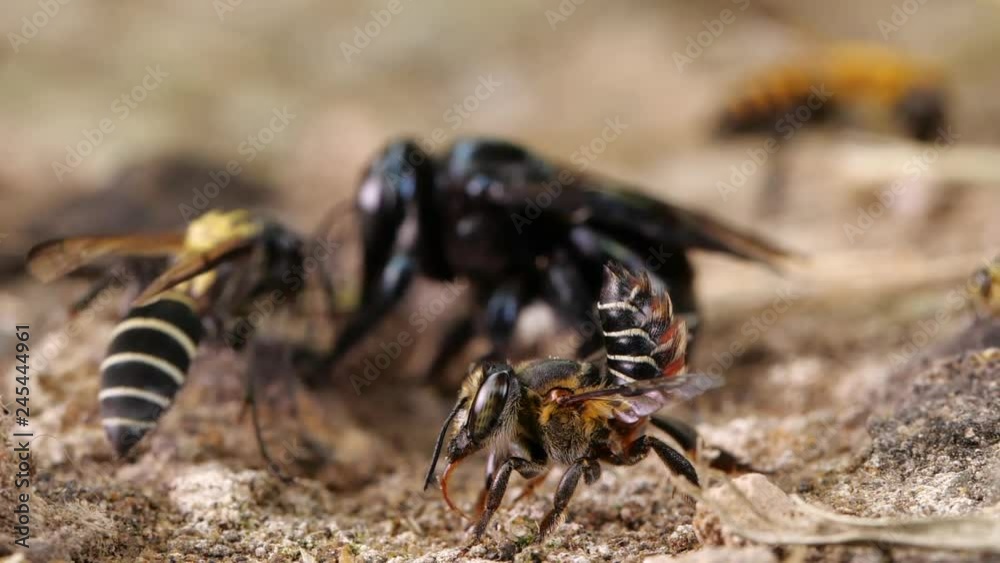 Slow motion of a mixed group of native bee species flying around and feeding on salt and minerals on a river bank in the Ecuadorian Amazon