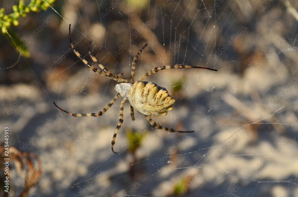Araneidae. Argiope lobata spider on a spiderweb in its natural habitat. Shallow depth of field, closeup. Araneidae. Argiope lobata spider on a spiderweb in its natural habitat. Shallow depth of field, closeup.