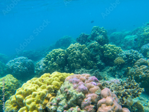 Colorful coral reef diversity. Tropical seashore underwater photo. Marine nature. Warm seashore. Coral reef on seabottom
