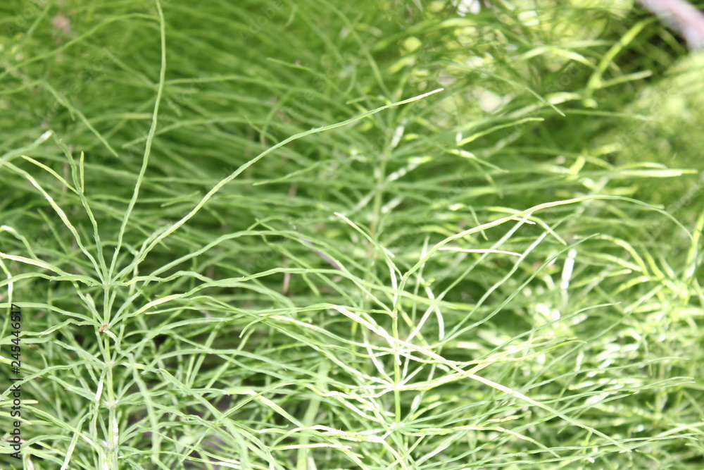 Water Plants by Skip Weeks Water Plants by Skip Weeks