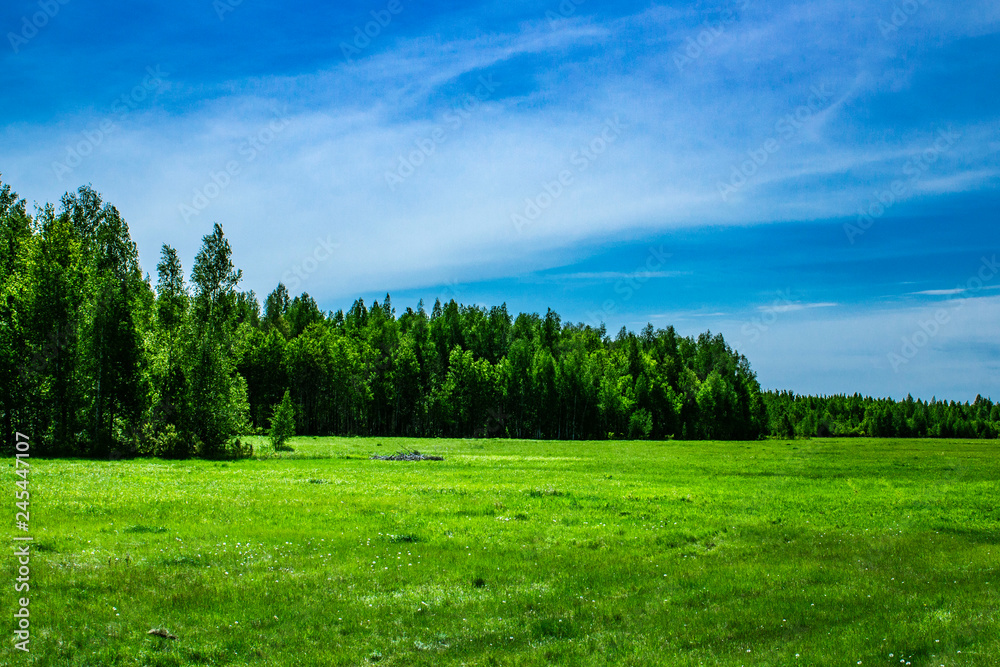 glade on the background of birch forest